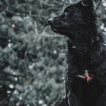 Воздушные программы лояльности казино без депозита с бонусами