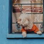 Мечтательное путешествие в мир Dog House Megaways слота