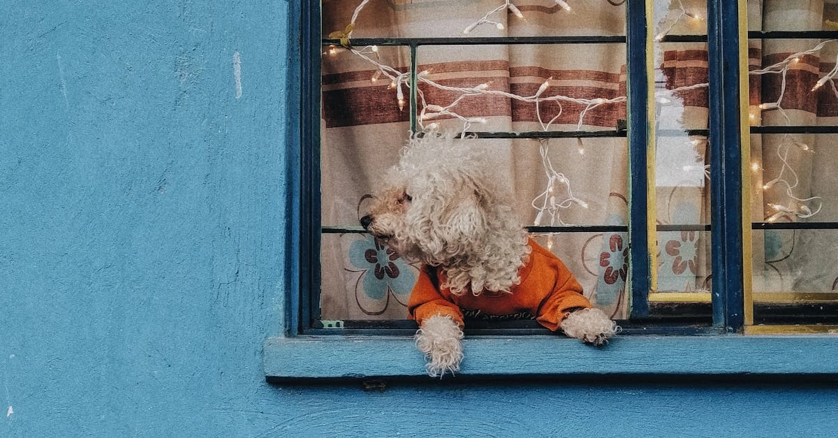 Мечтательное путешествие в мир Dog House Megaways слота